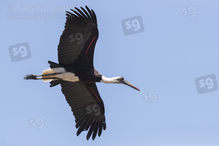 Woolly-necked Stork